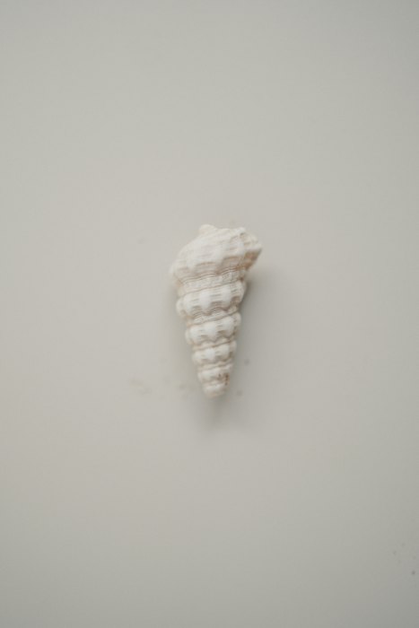 A single white seashell on a pale grey ground