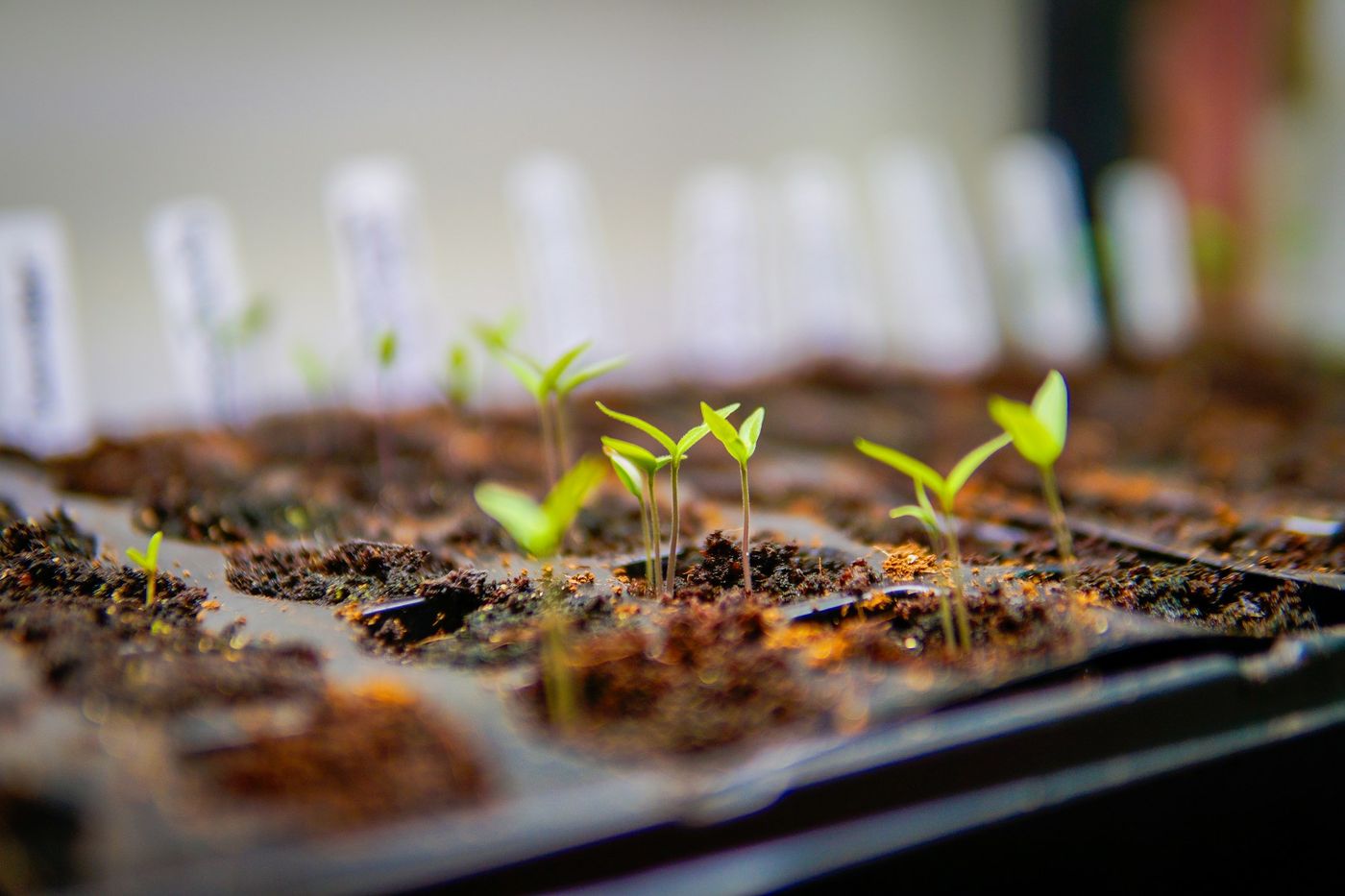 Young seedlings sprouting in a seed tray, with plant labels behind