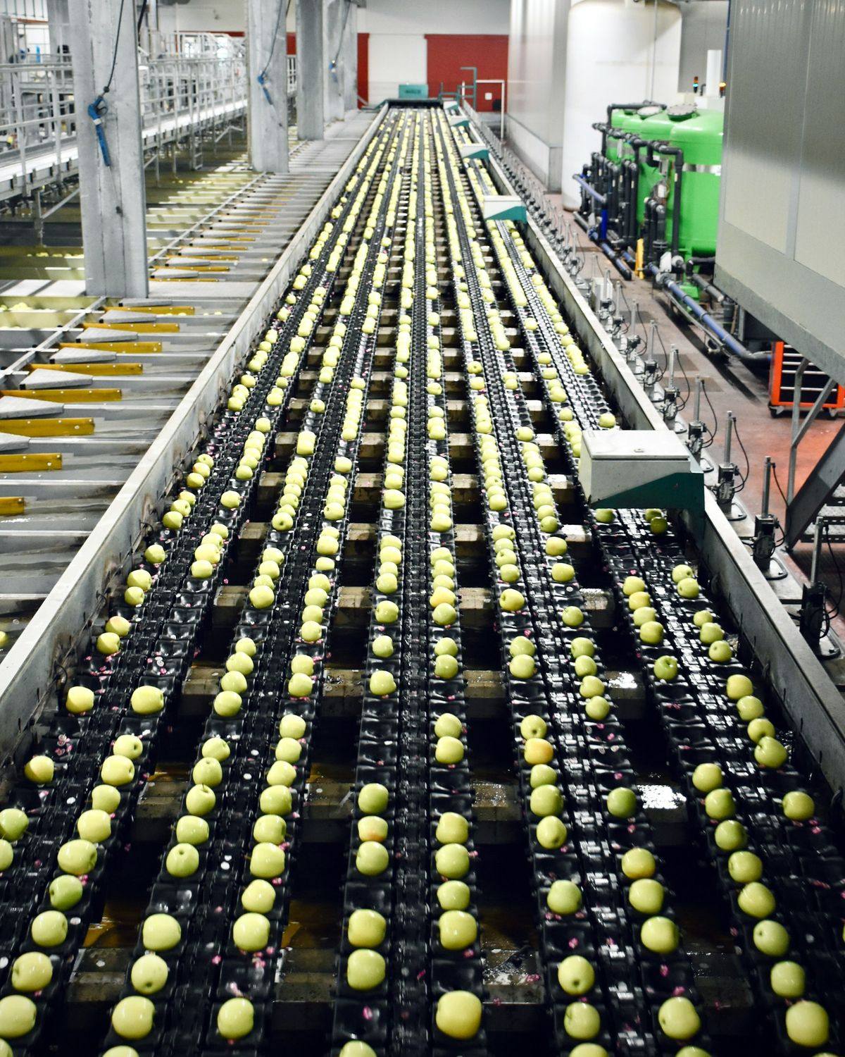 Green apples moving in rows along a long sorting line in a packing plant